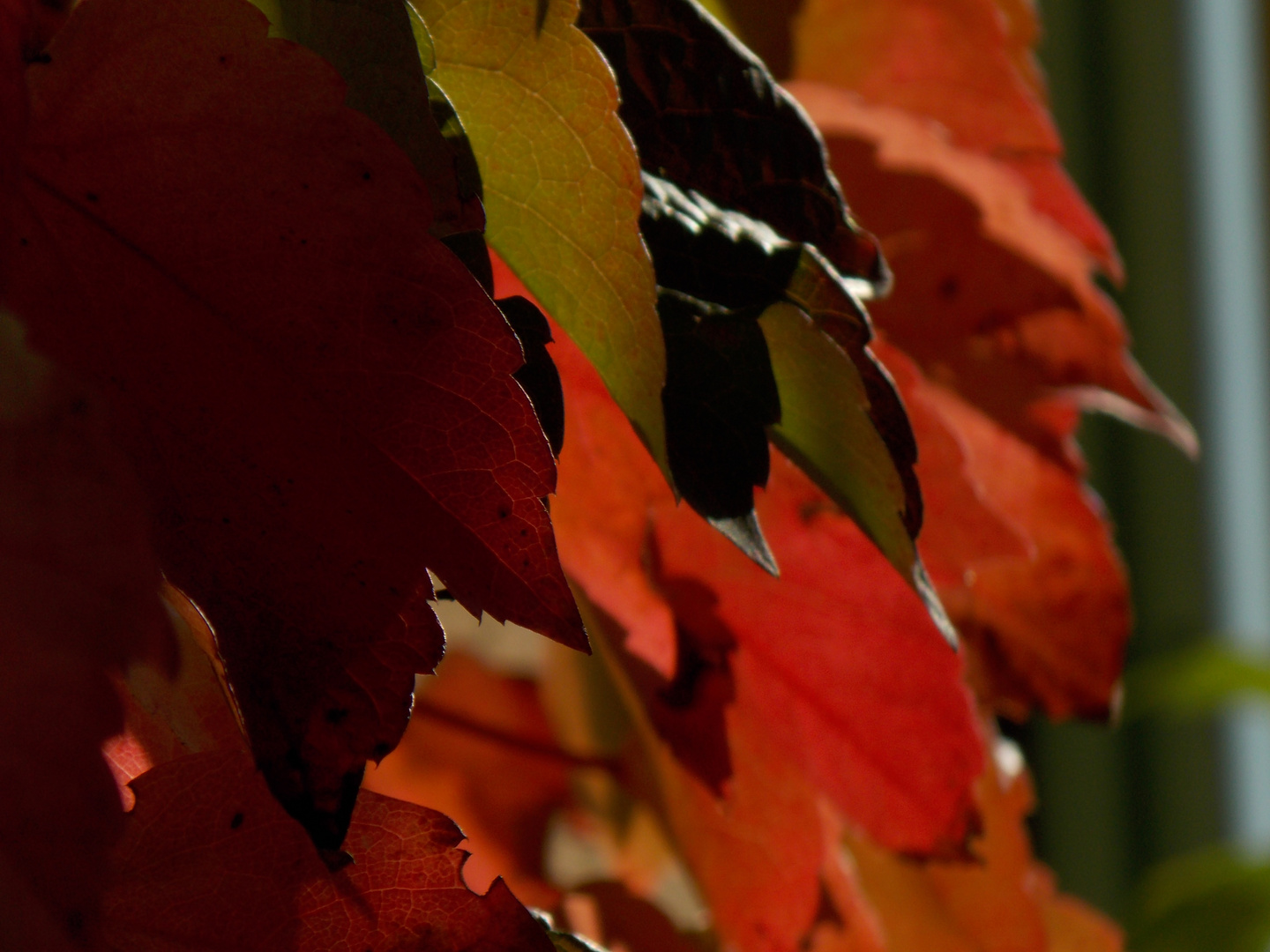 L'automne tout en feuille