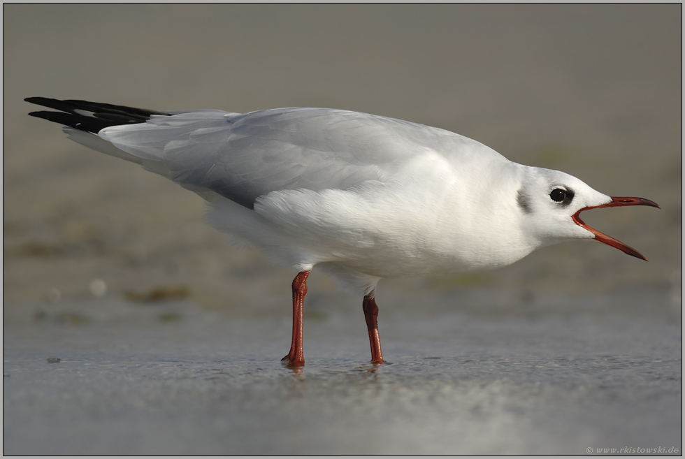 lautstark... Lachmöwe *Larus ridibundus*