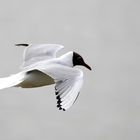 Lautstarker Vogel mit schwarzer Gesichtsmaske