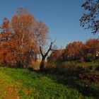 l'autunno