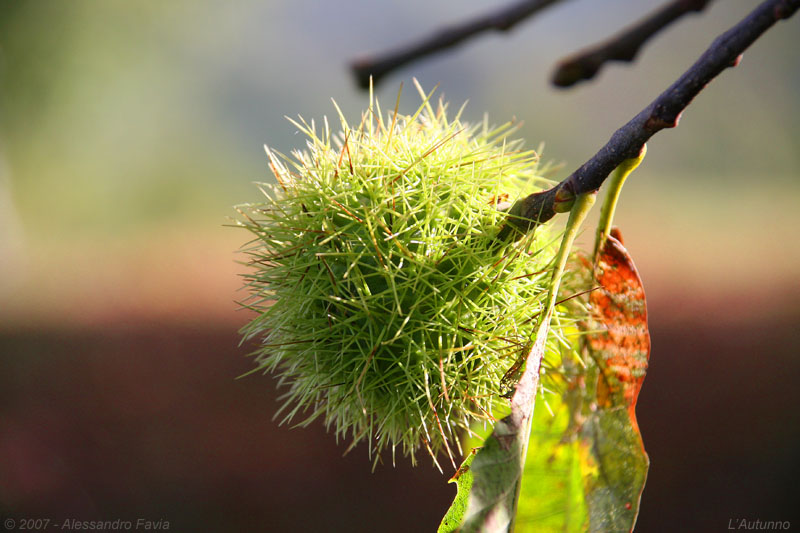 L'Autunno