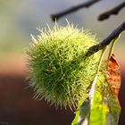 L'Autunno