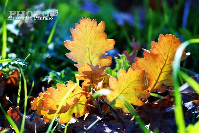 L'autunno a Monterosso Almo