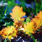 L'autunno a Monterosso Almo