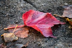 L'autunno che verrà