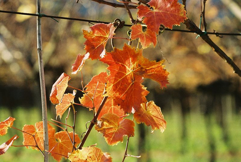 L'autunno