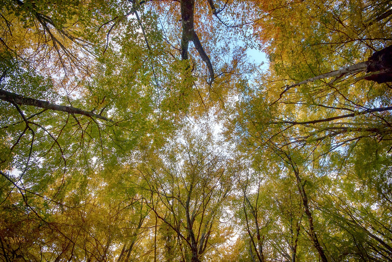 L'autunno dei faggi