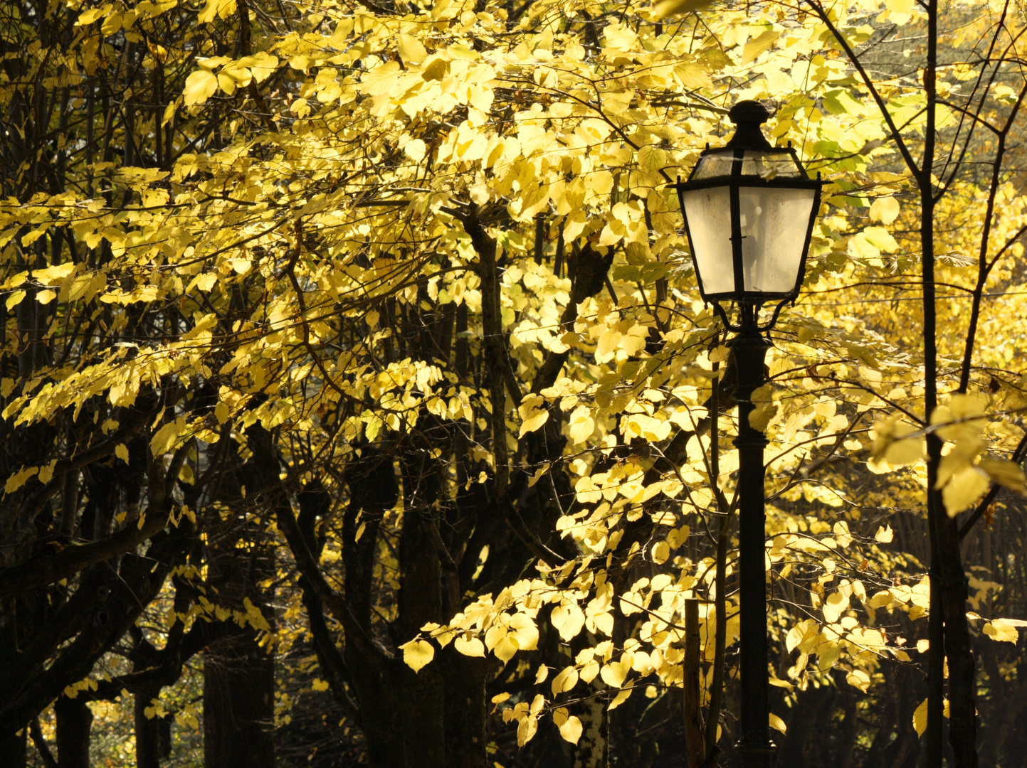 l'autunno di oggi