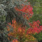 L'autunno dietro casa