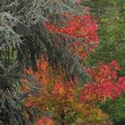 L'autunno dietro casa