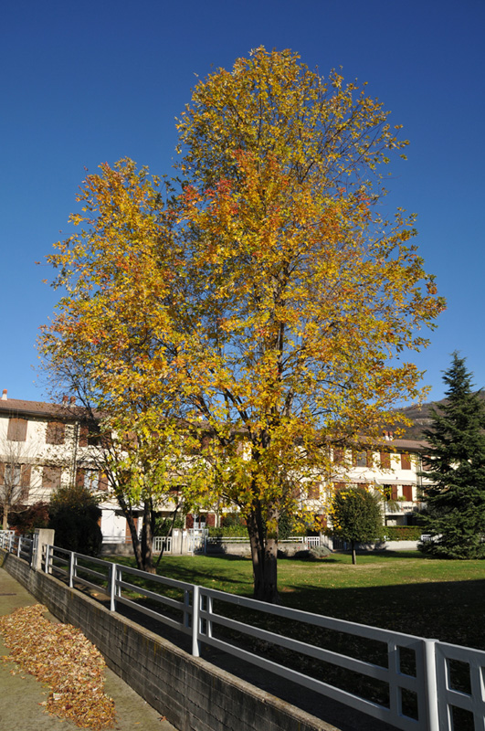 L'autunno e i suoi colori..