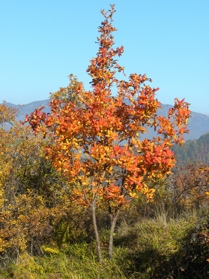 l'autunno.