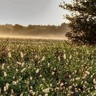 l'autunno in arrivo