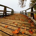 L'Autunno in  azione