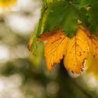 L'autunno, la stagione piu' bella dell'anno 