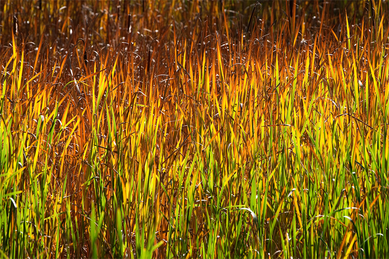 L'autunno nel canneto