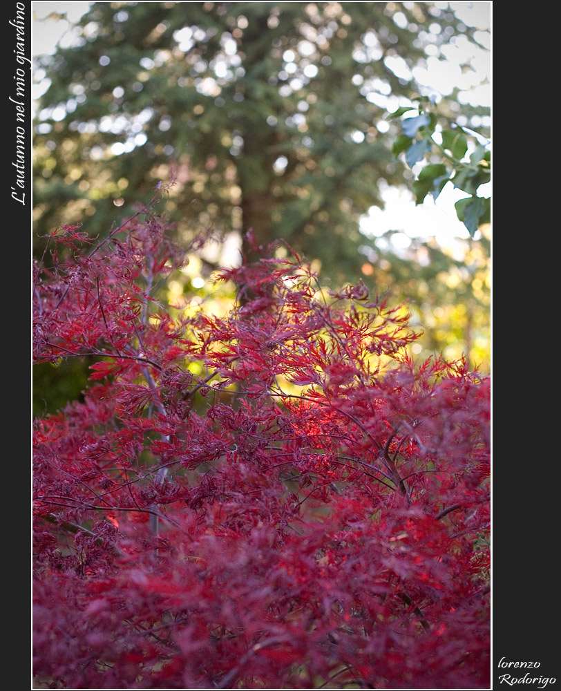 L'autunno nel mio giardino