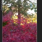 L'autunno nel mio giardino