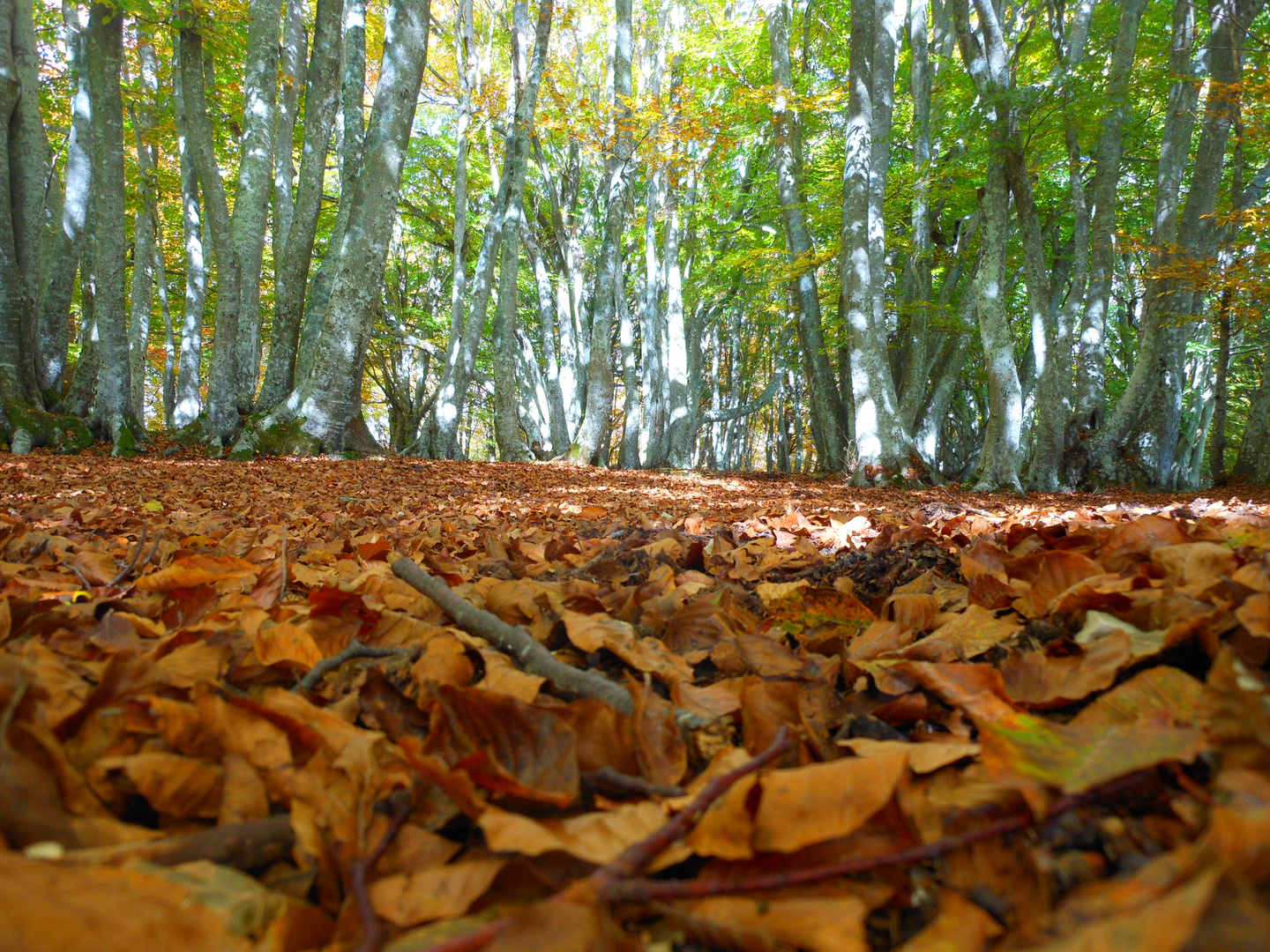 L'autunno nella faggeta di Canfaito