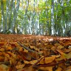 L'autunno nella faggeta di Canfaito