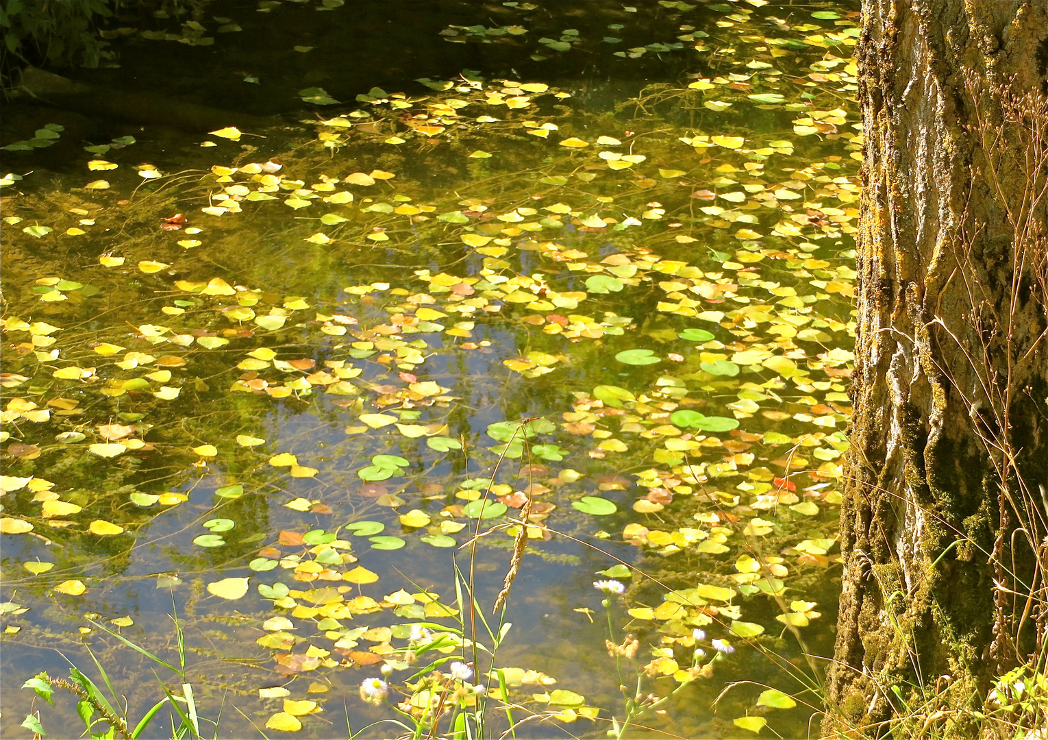 ... l´autuomne arrive lentement !!!...