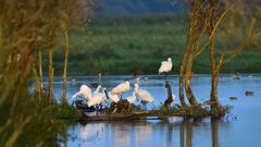 Lauwersmeer