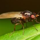 Lauxaniidae Calliopum aeneum