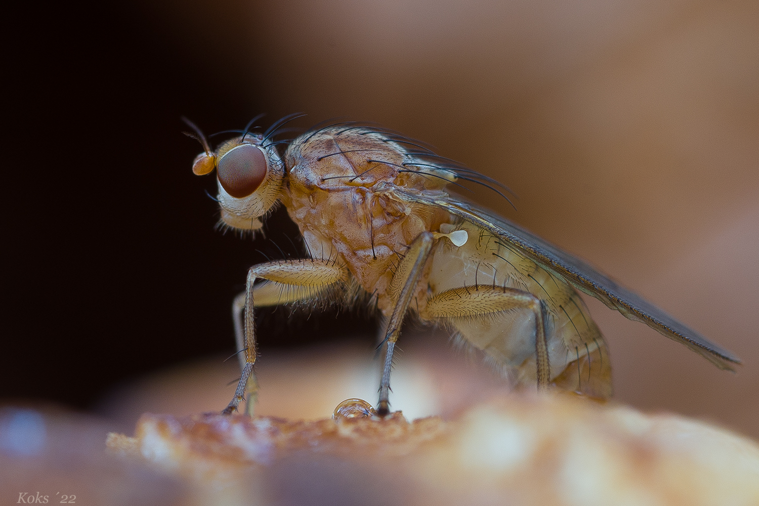 Lauxaniidae Foto & Bild tiere, wildlife, insekten Bilder auf