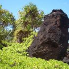 Lava-Head Wai`anapanapa State Park, Maui