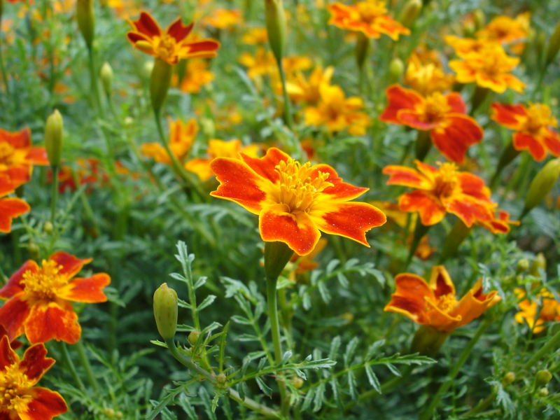 Lava in den Blättern der Blumen