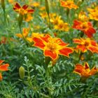 Lava in den Blättern der Blumen