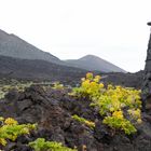 Lava-Landschaft bei Fuencaliente, La Palma