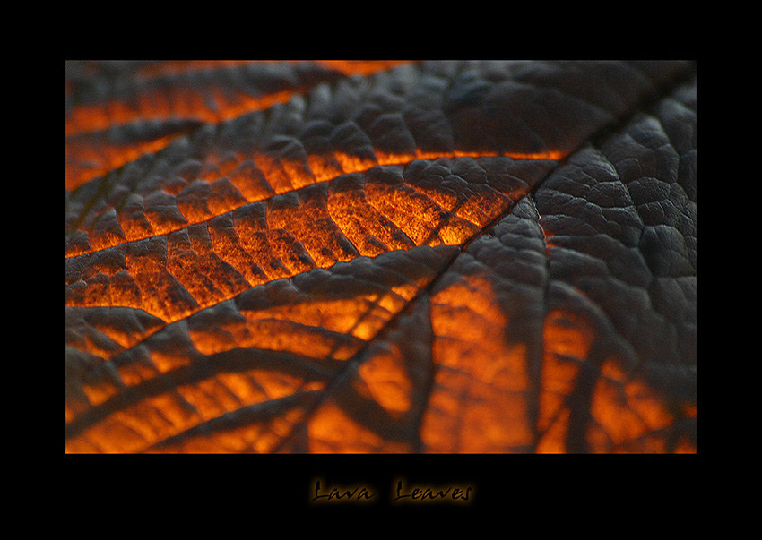 Lava Leaves