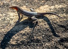 Lava Lizard oder Lava Eidechse.            DSC9478