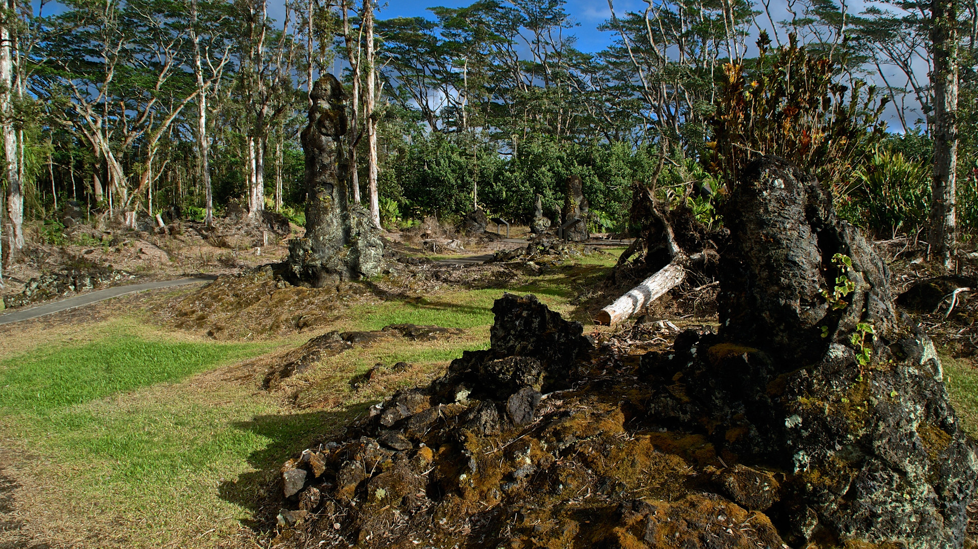 Lava Tree