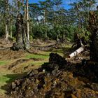 Lava Tree