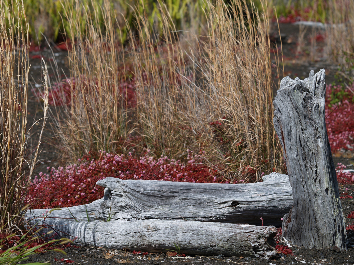 Lava verdrängt das Leben nur temporär - das ist Natur