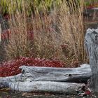 Lava verdrängt das Leben nur temporär - das ist Natur