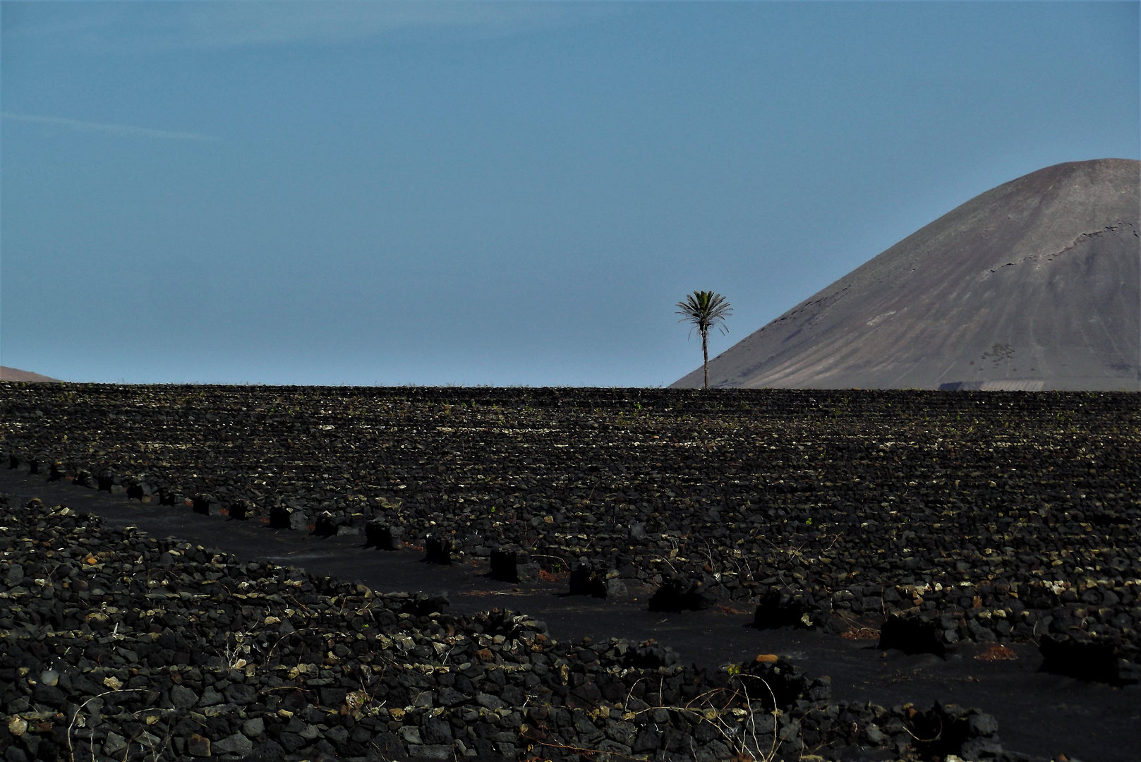 Lava, Wein und Palmen