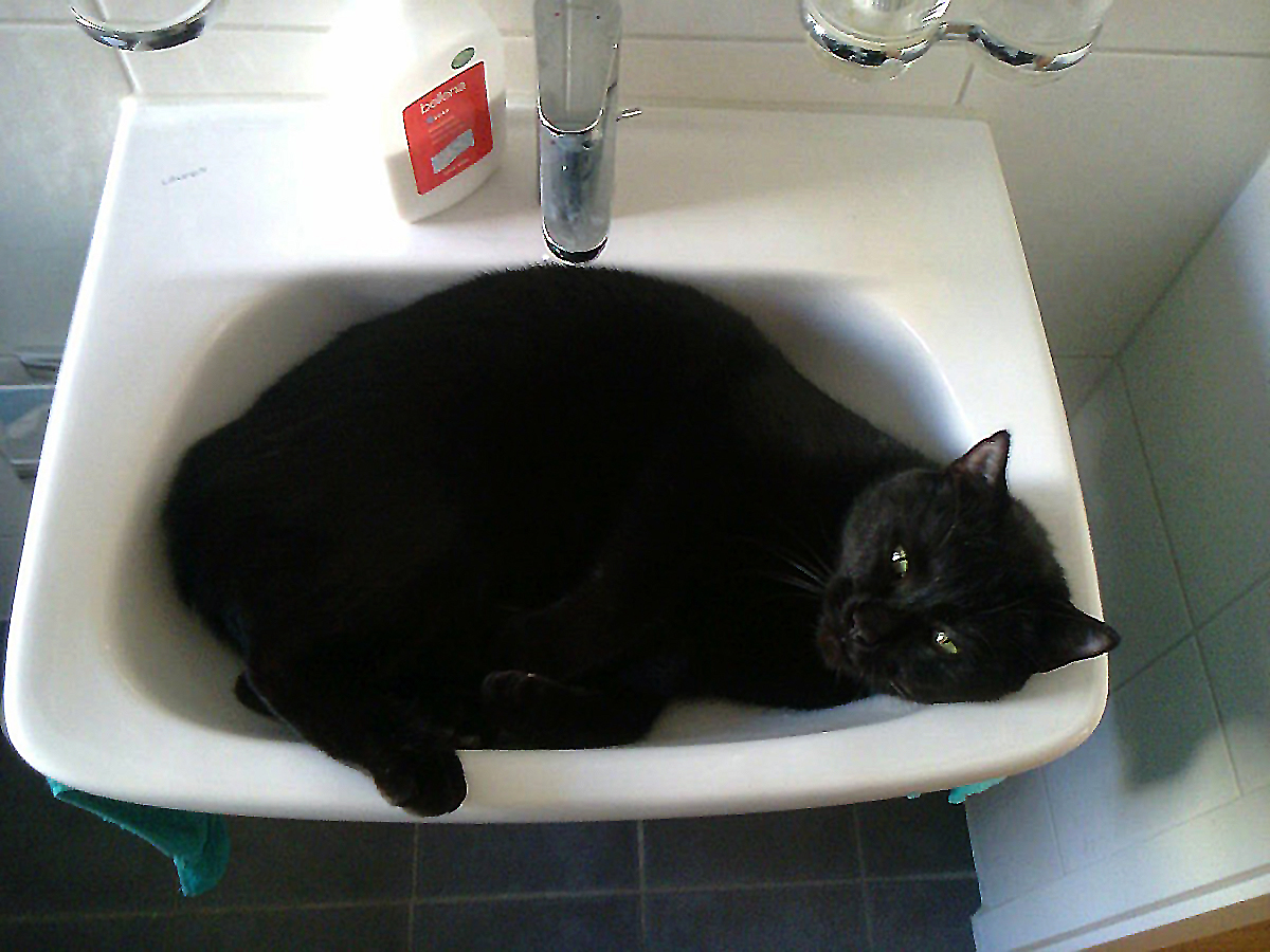 Lavabo, Lavabo, das macht den Kater froh