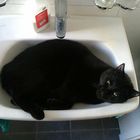 Lavabo, Lavabo, das macht den Kater froh