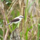 Lavadeira-mascarada - Fluvicola nengeta