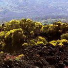 Lavafeld am Ätna