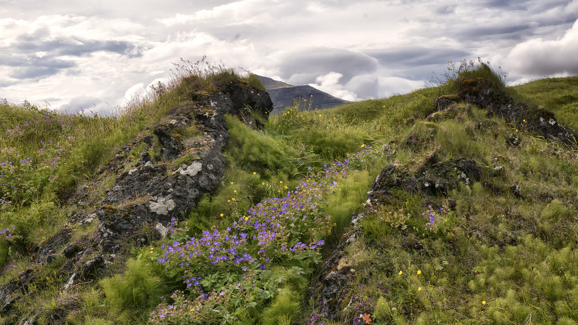 Lavafeld Búðahraun