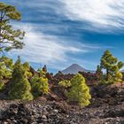 Lavafelder am Teide / Teneriffa