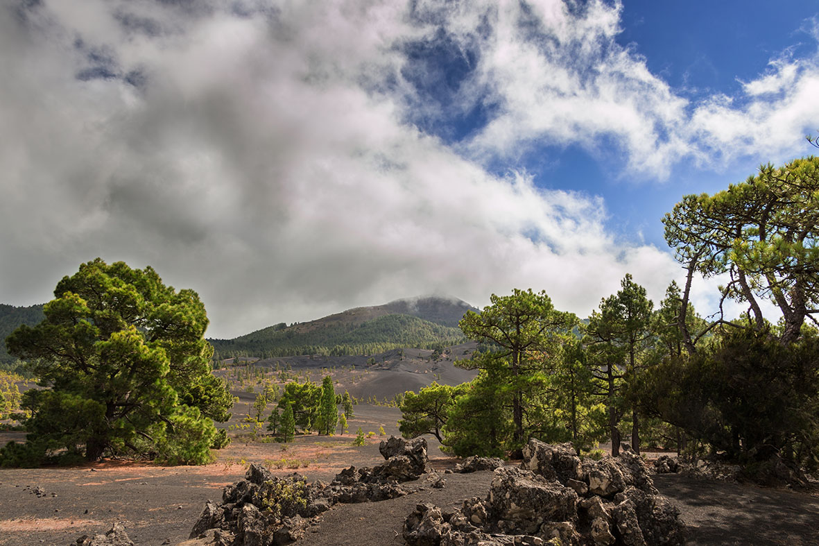 Lavafelder in La Palma