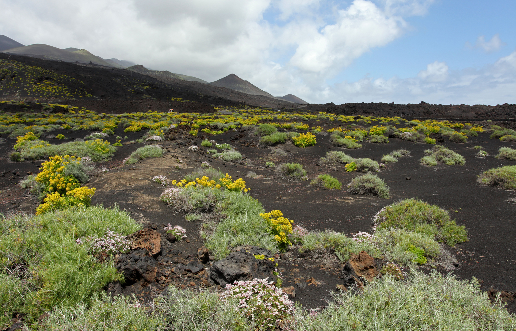 Lavaflora an der Küste