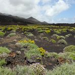 Lavaflora an der Küste