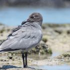 Lavamöwe (Leucophaeus fuliginosus), Isabela, Galápagos