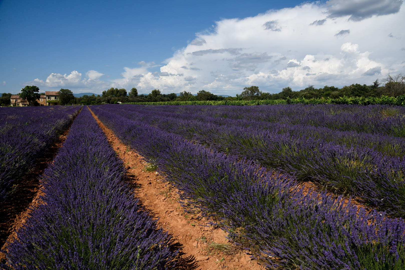 Lavanda